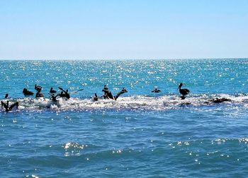 Seagulls on sea shore against clear sky