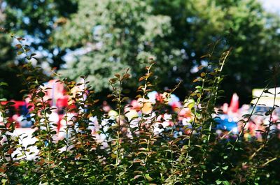 Close-up of flowers growing on tree