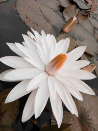 Close-up of white flower