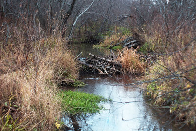 Reflection of trees in water