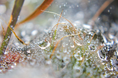 Close-up of water drops on leaves