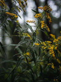 Close-up of yellow flowering plant