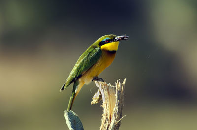 Close-up of bird perching on leaf