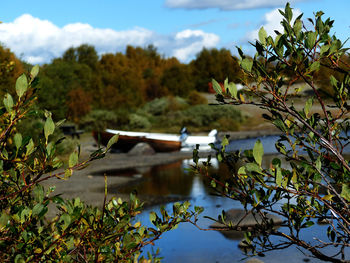 Close-up of plants by lake against sky