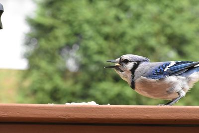 Close-up of bird perching on railing