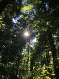 Low angle view of trees in forest