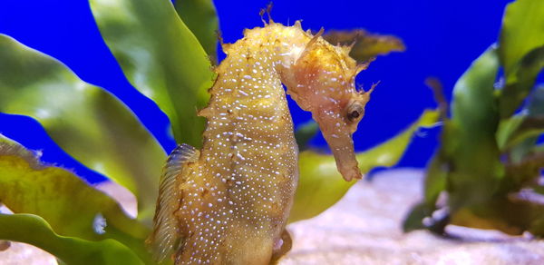 Close-up of jellyfish swimming in sea