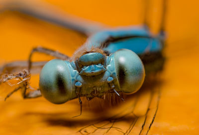 Close-up of damselfly on surface