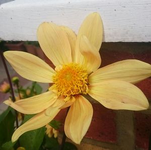 Close-up of yellow flower