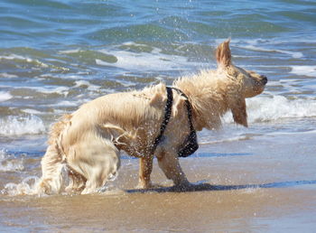 Golden retriever shaking off water on seashore