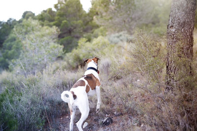 Dog on field