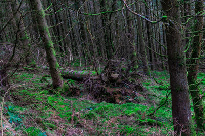 View of trees in forest