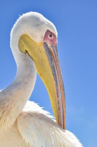 Close-up of a pelican against clear blue sky