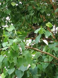 Low angle view of green leaves hanging on tree