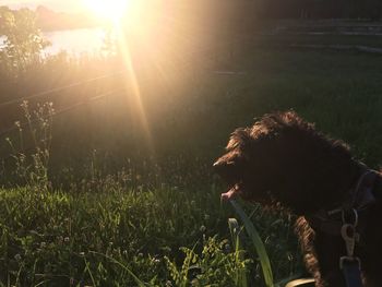 Dog looking at plants on land