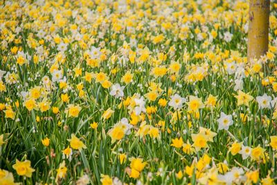 Full frame shot of yellow flowering plants on field