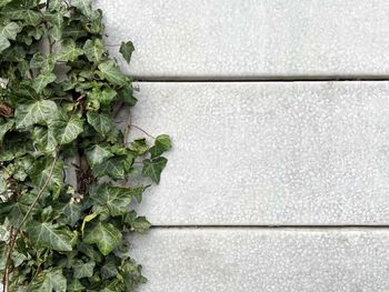 Green ivy climbing on grey wall background