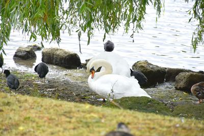 White swans swimming in lake