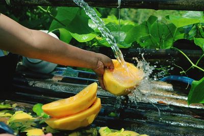 Cropped image of hand holding fruit