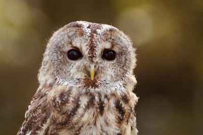 Close-up of owl