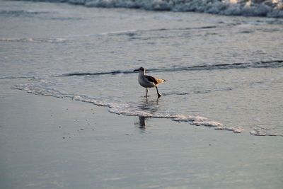 Bird perching on a shore