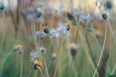 Close-up of yellow flowering plant on field