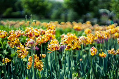 Close-up of yellow flowers on field