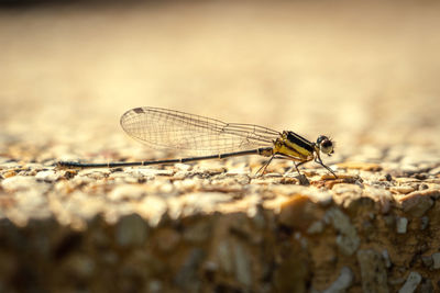 Close-up of dragonfly on rock