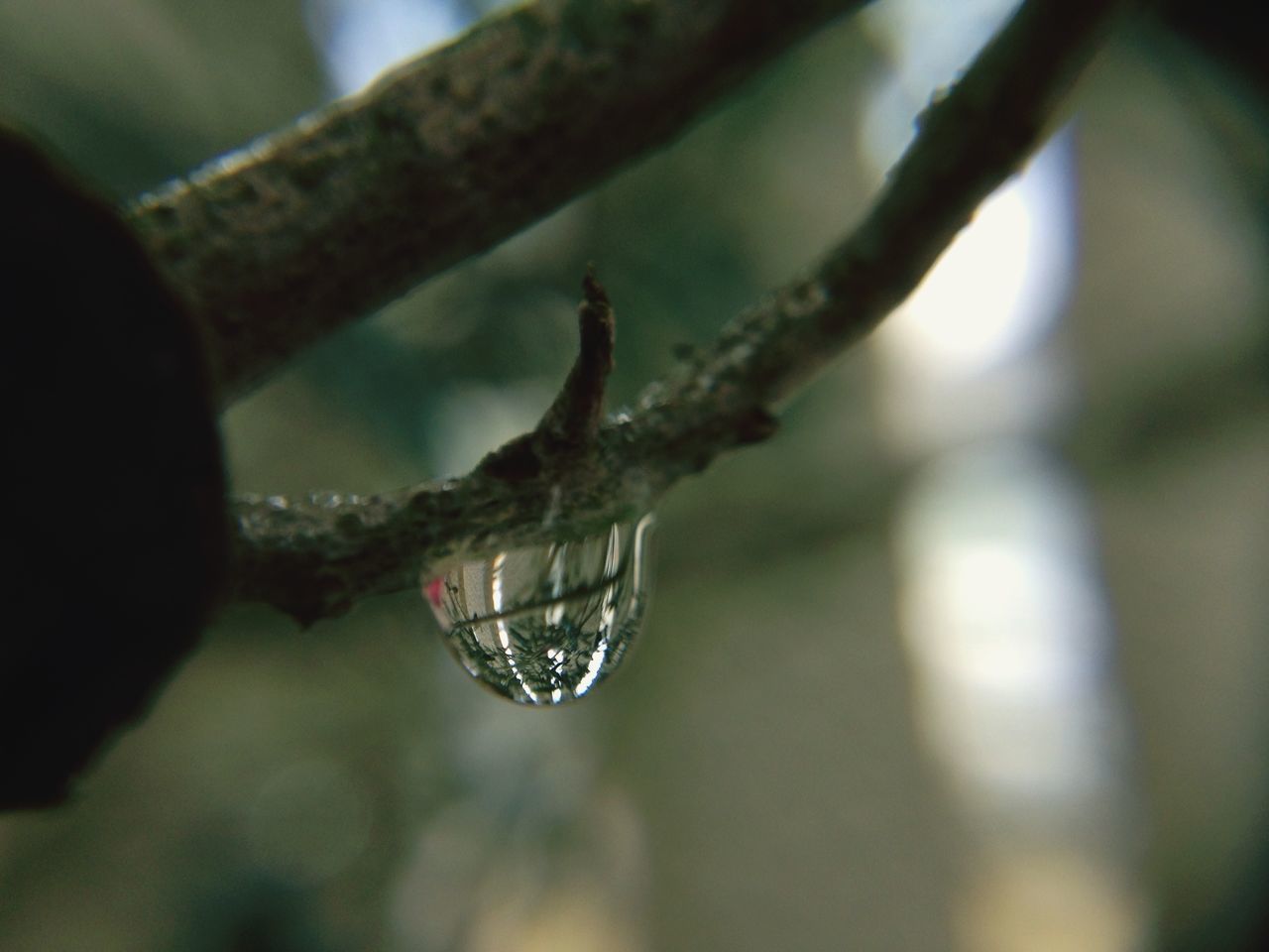 close-up, focus on foreground, spider web, drop, water, selective focus, branch, nature, fragility, twig, wet, hanging, plant, dew, growth, beauty in nature, no people, spider, day, purity