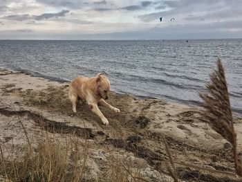 Dog on beach