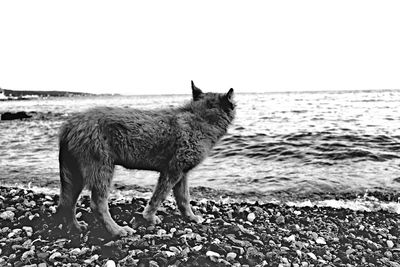 Horse standing in the sea