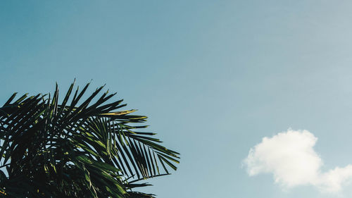 Low angle view of coconut palm tree against blue sky