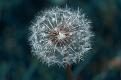 Close-up of dandelion against blurred background