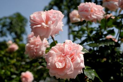 Close-up of pink roses
