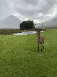 View of giraffe on field against sky