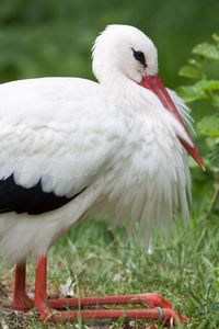 Close-up of white stork on grass
