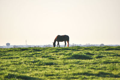 Horses grazing field against clear sky