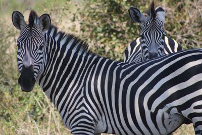 Zebras on grassy field