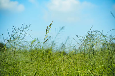 Close-up of grass on field against sky