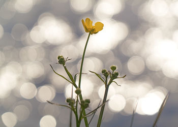 Close-up of white flowering plant