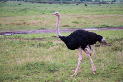 Side view of a bird on field