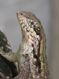 Close-up of a lizard