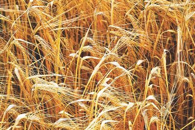 Full frame shot of wheat field