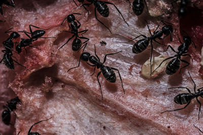 High angle view of ant on leaf