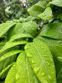 Close-up of raindrops on leaves