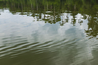 Reflection of trees in water