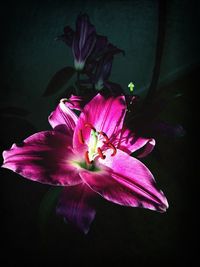 Close-up of pink flower