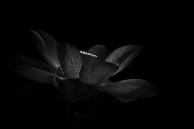 Close-up of flower blooming against black background