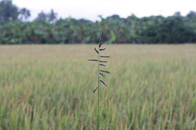 Plant on field against sky