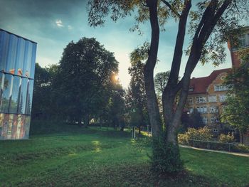 Trees and buildings against sky